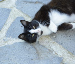 Koupím Apple Thunderbolt Display 27"