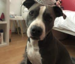 AIRPODY 1. a 2. generace- BRNO- wtb