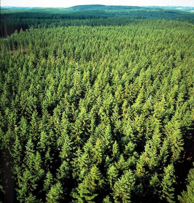 Pine_forest_in_Sweden
