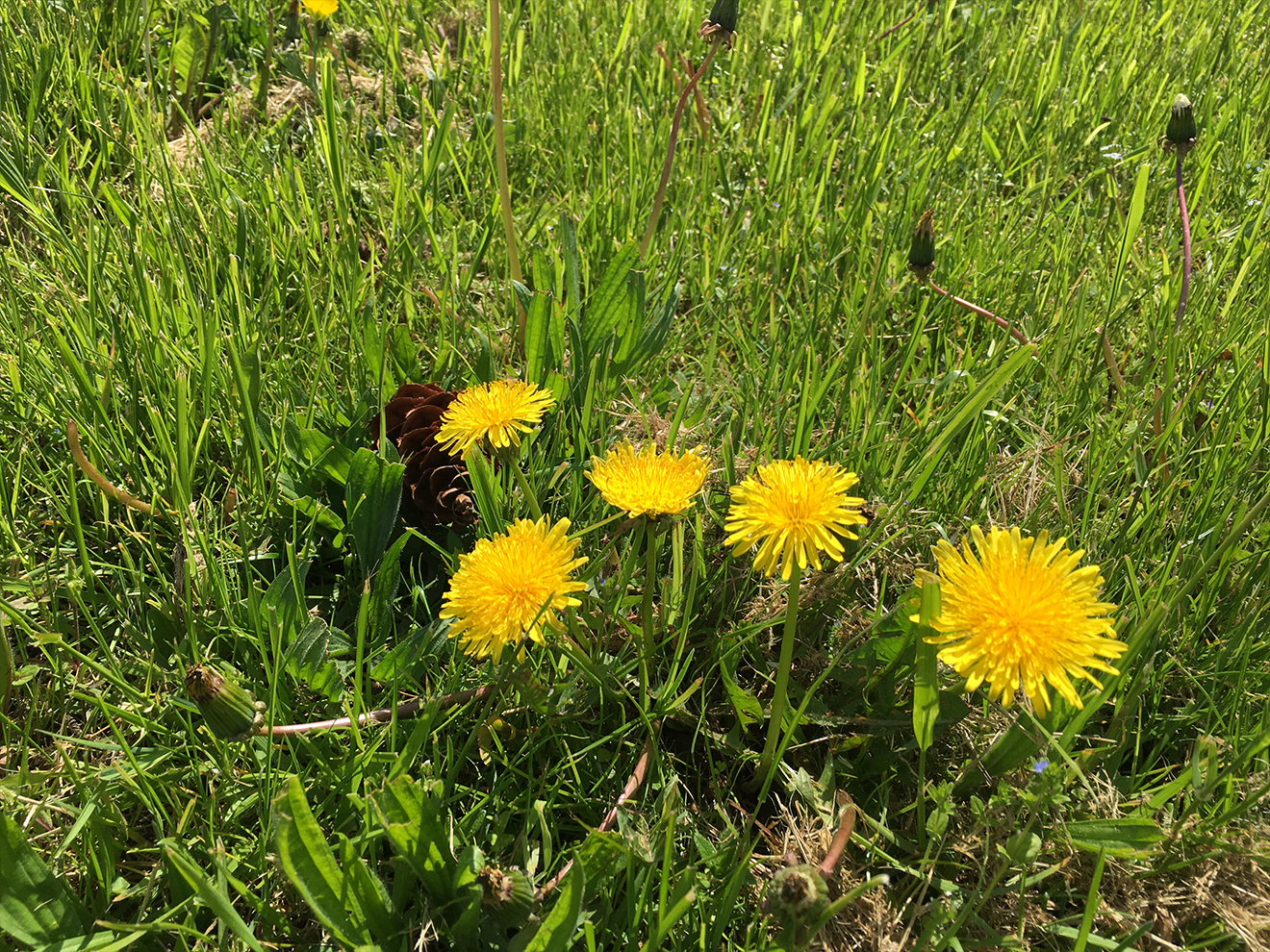 ipad-pro-foto1 kopie