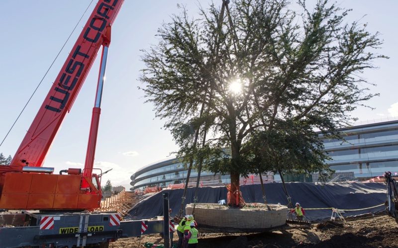 tree planting with crane