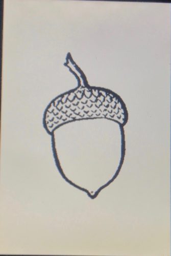 acorn drawing