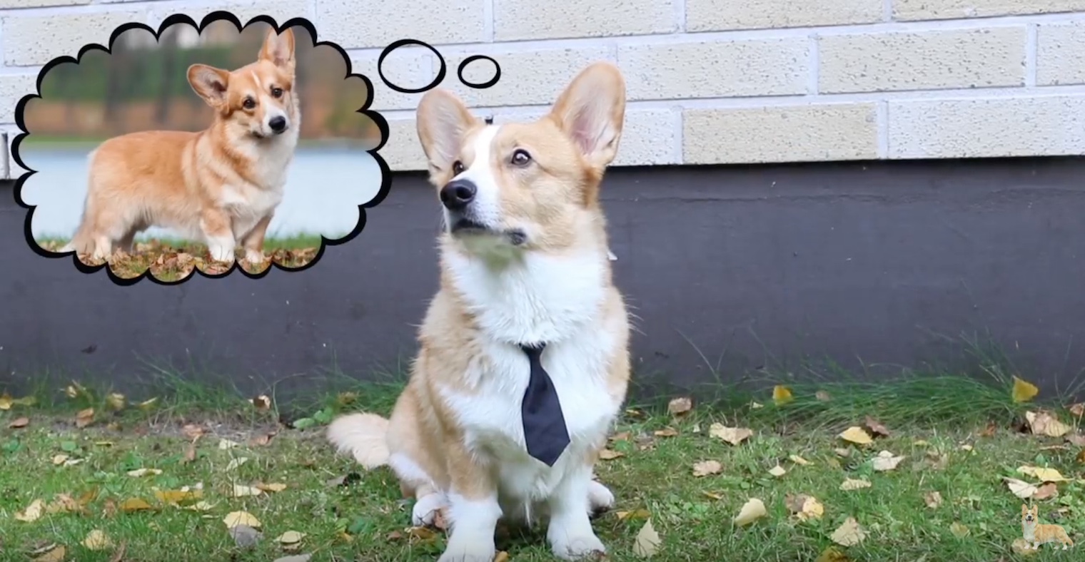 Dogs on tinder