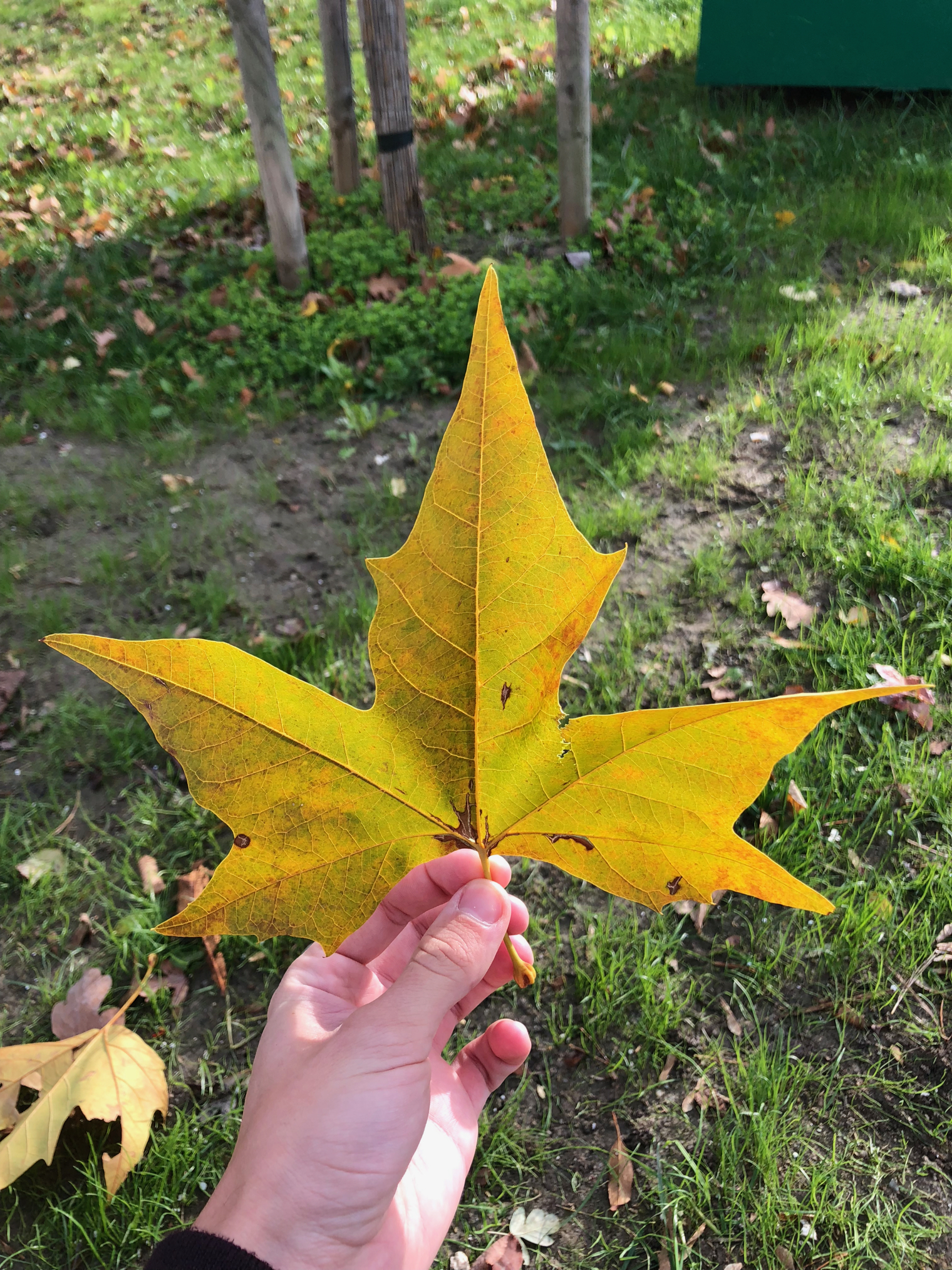 hand holding yellow leaf