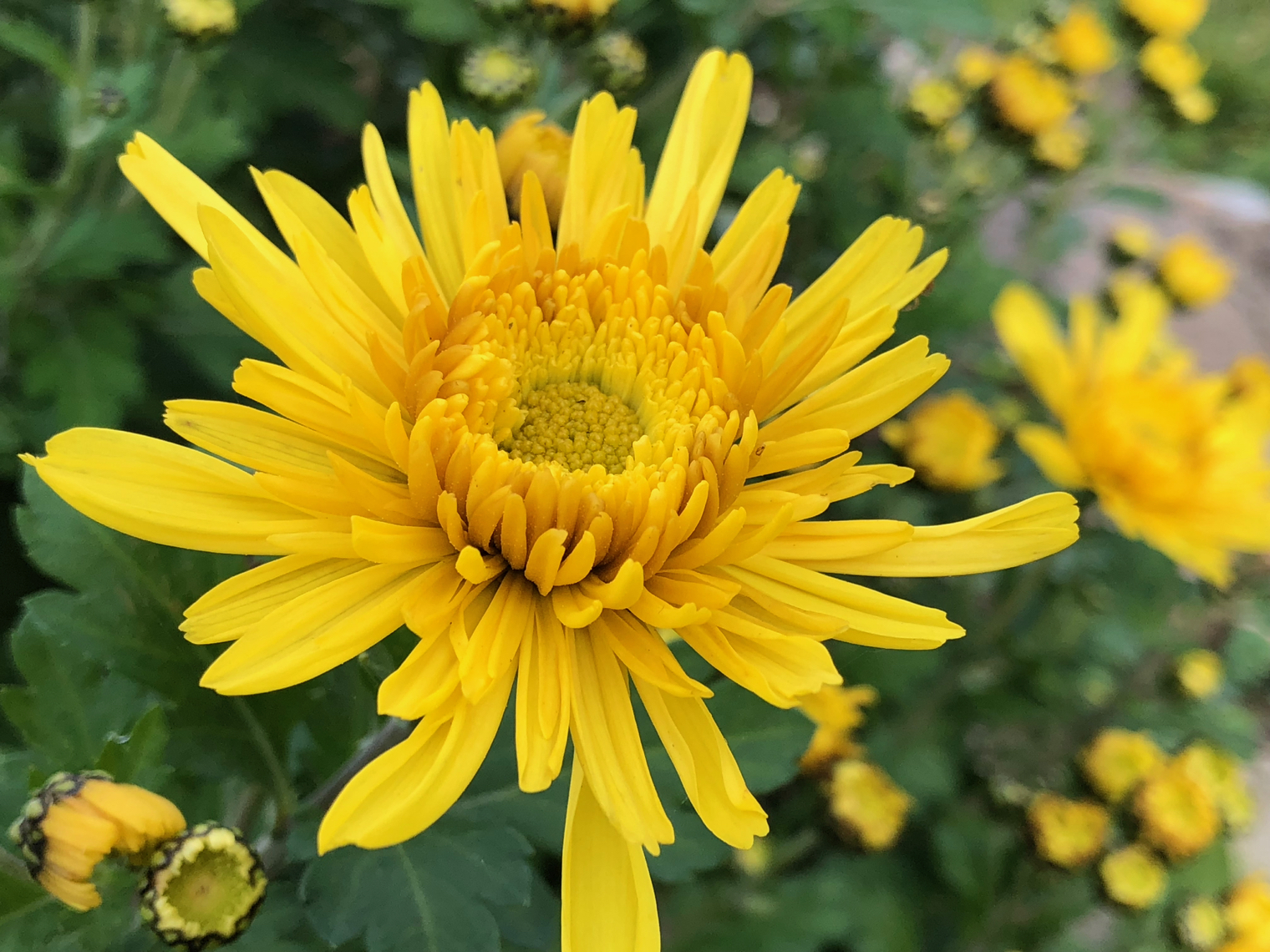 yellow flower closeup