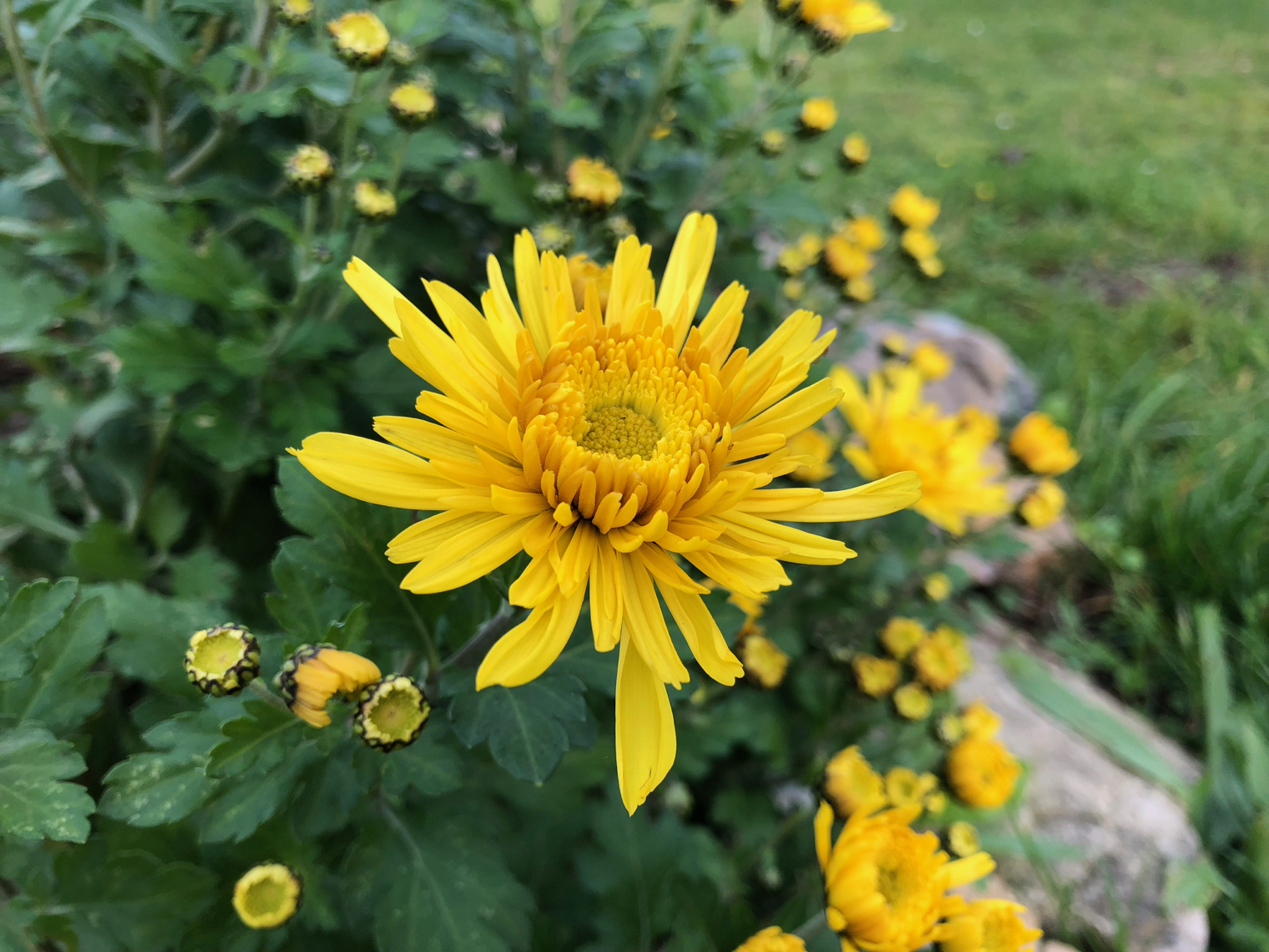 yellow flower garden