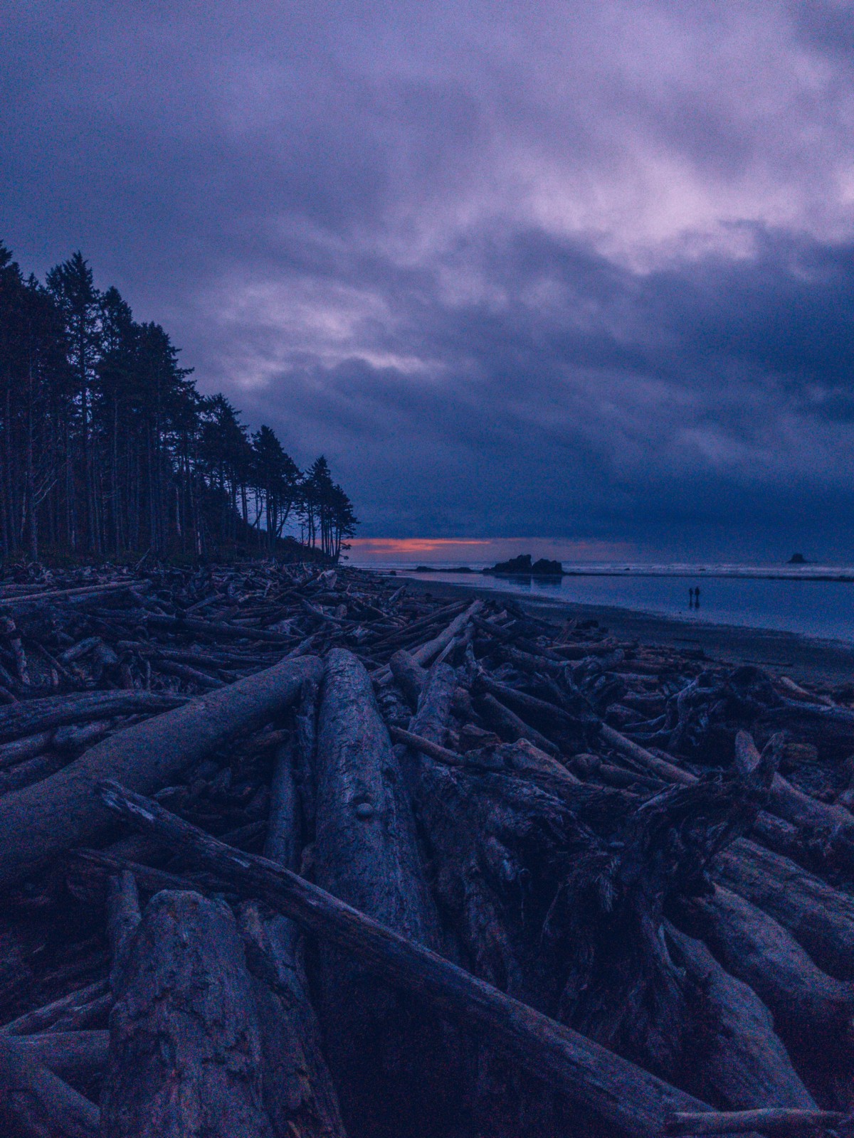 driftwood on beach at dusk
