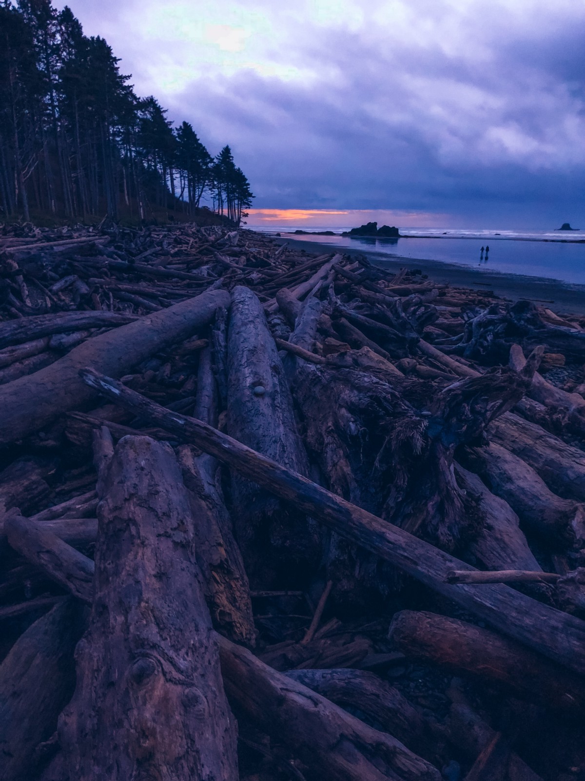 driftwood on beach at sunset
