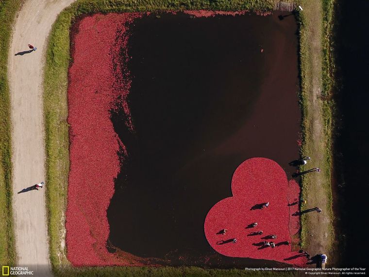 aerial view cranberry harvest