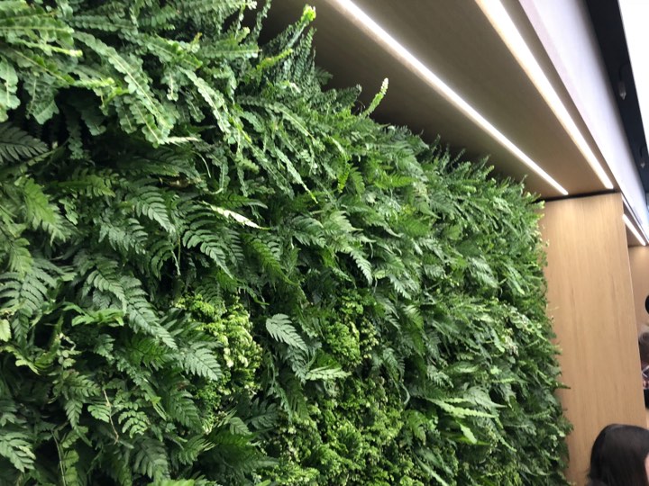 green wall plants