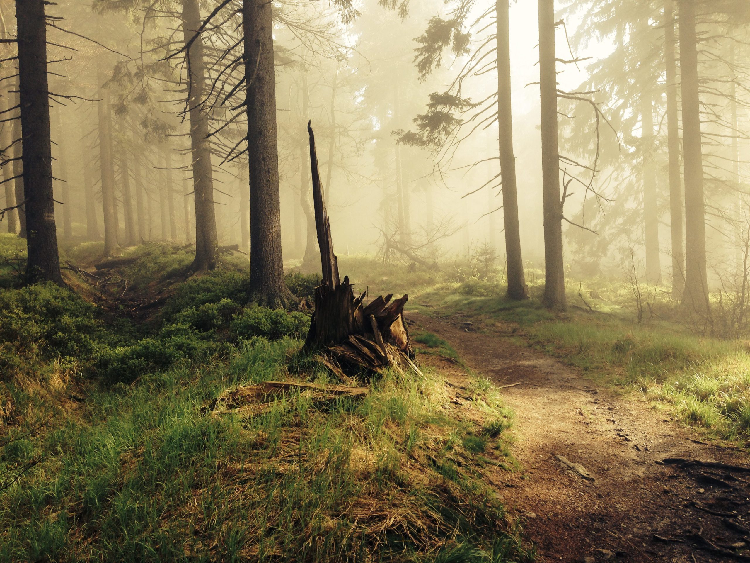 misty forest path