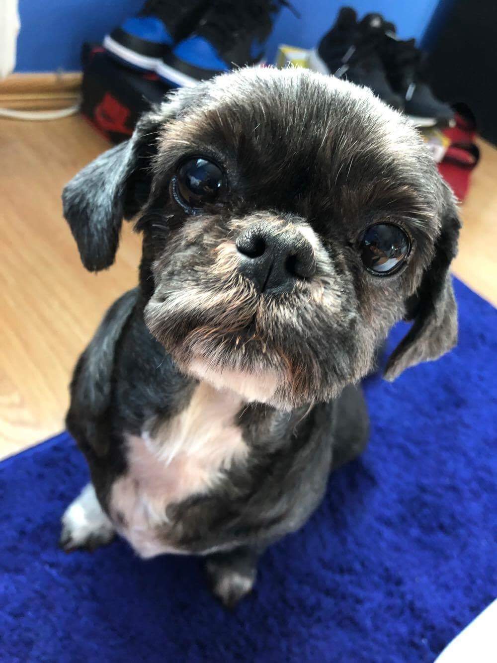 small dog on blue rug