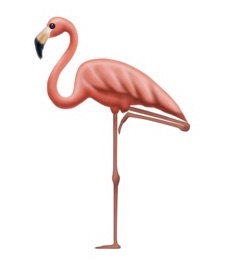 flamingo standing