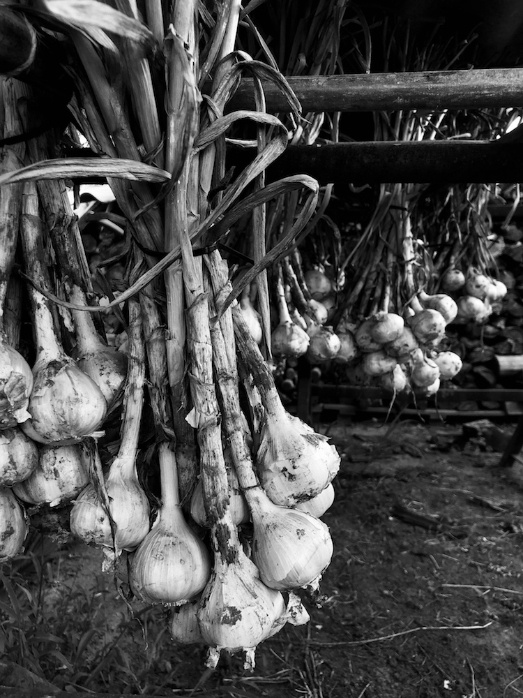 black and white garlic bulbs