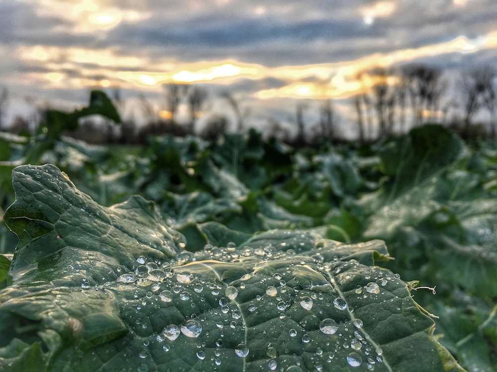 dewdrops on leaf