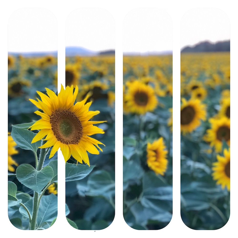 sunflower closeup artistic