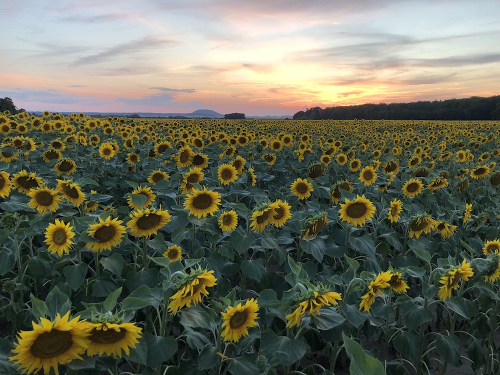 sunflower field sunset