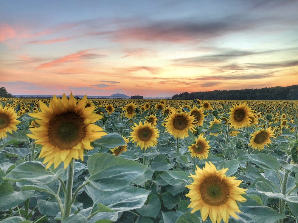 sunflowers at sunset