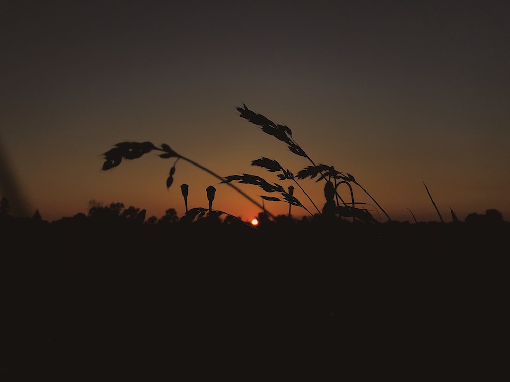 sunset grass silhouette