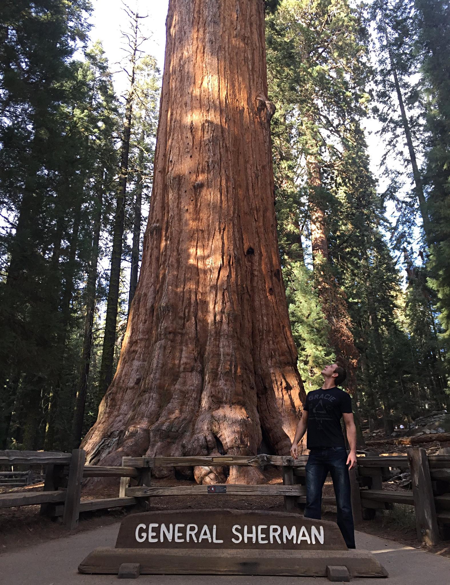 giant sequoia tree view