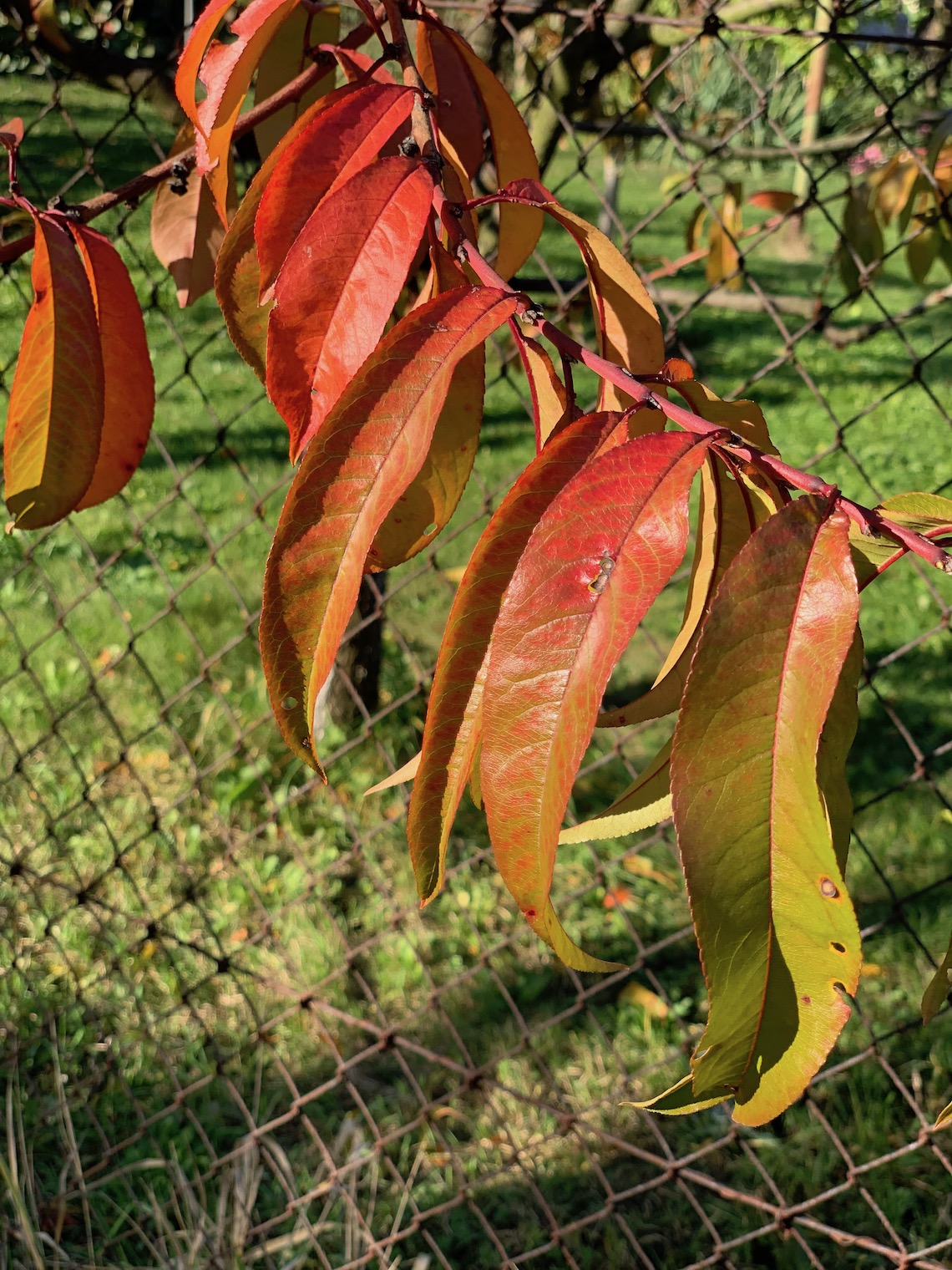 autumn leaves fence