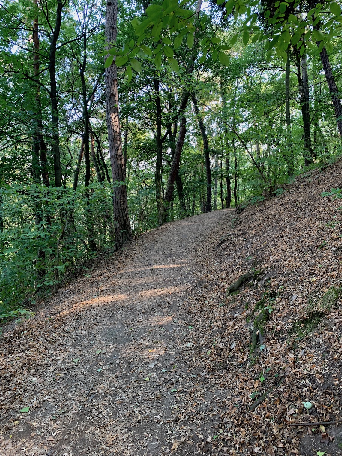 forest pathway in autumn