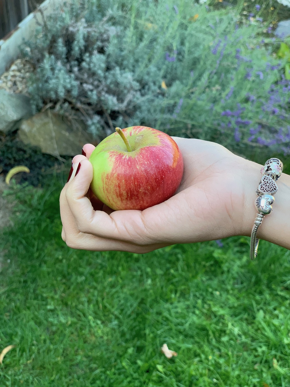 hand holding apple