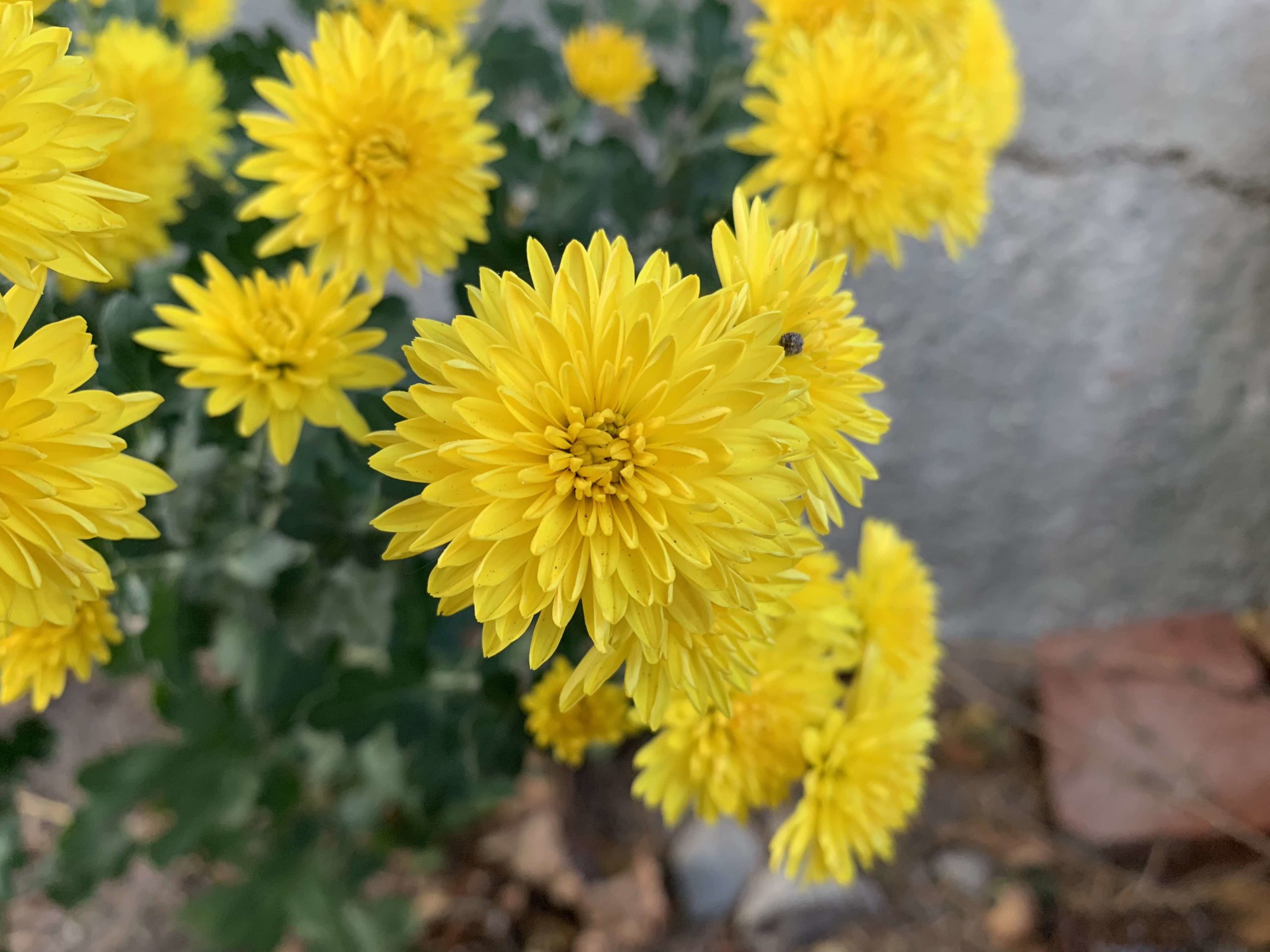 iPhone XR photo 1 iPhone XR photo 1