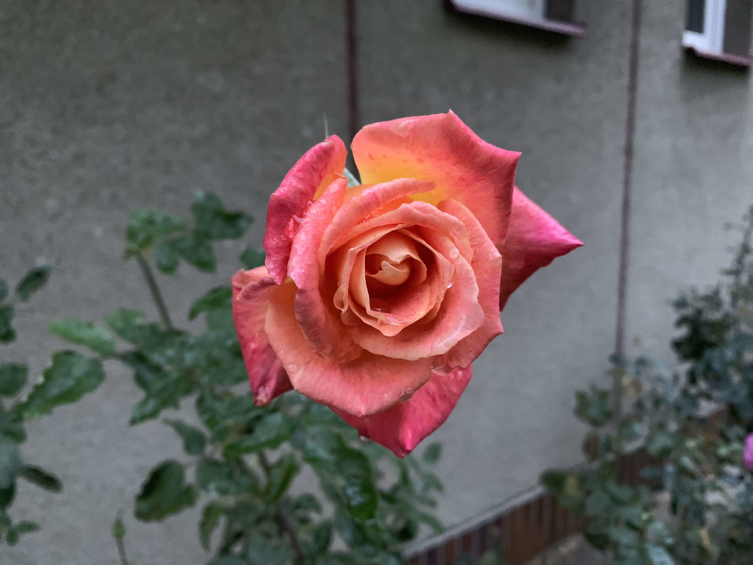 iPhone XR photo 2 iPhone XR photo 2
