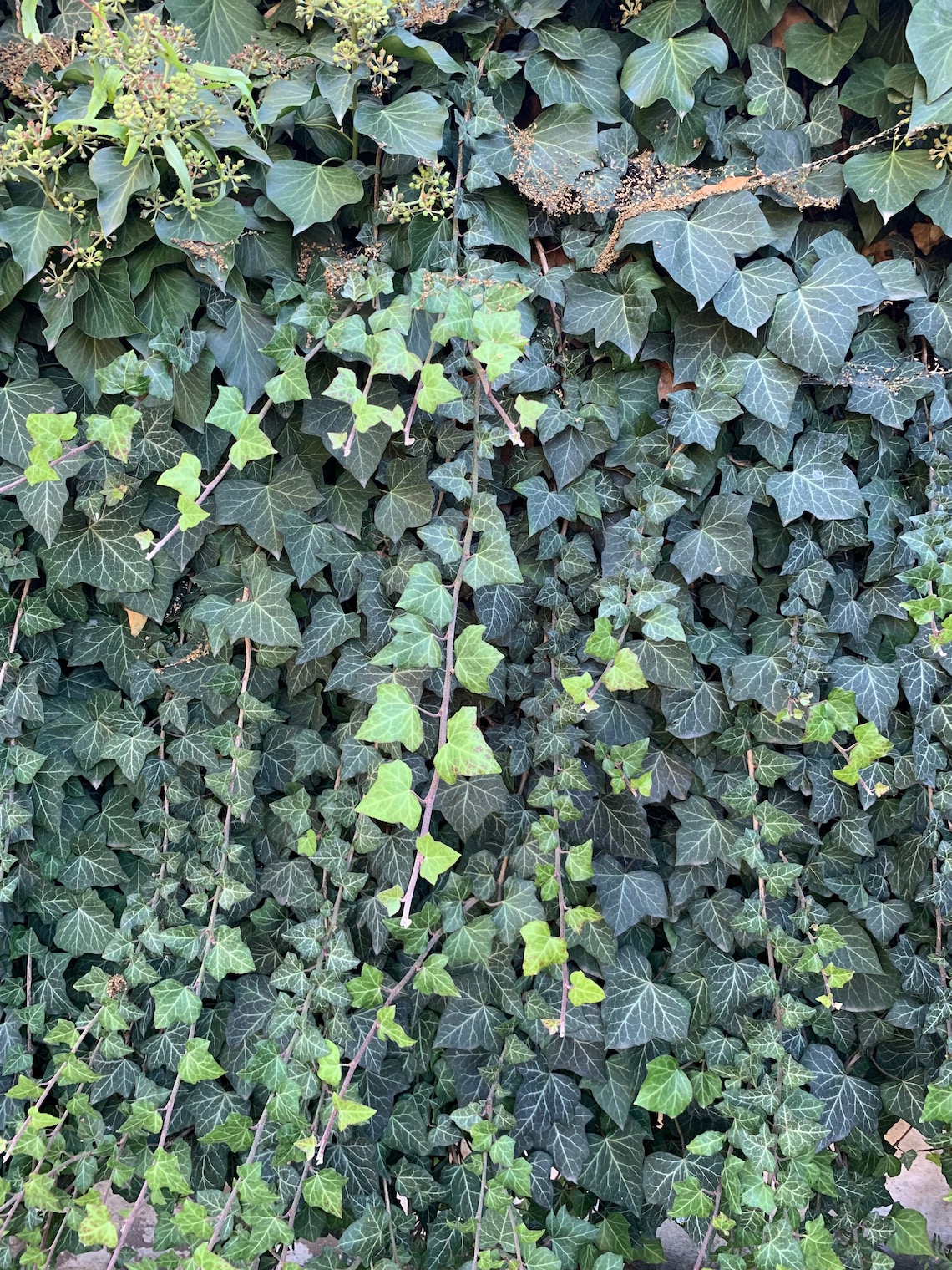 ivy covered wall