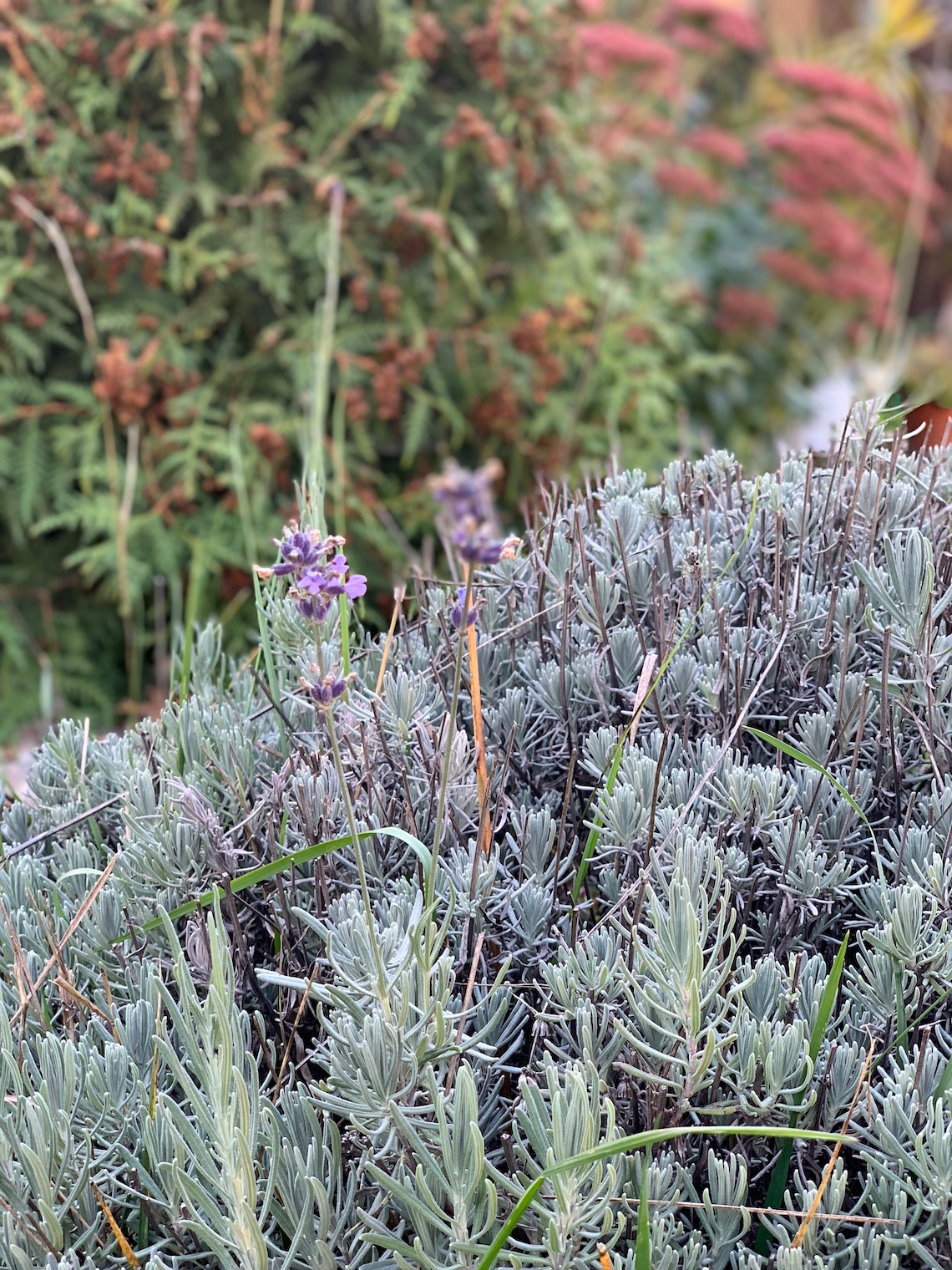 lavender bush