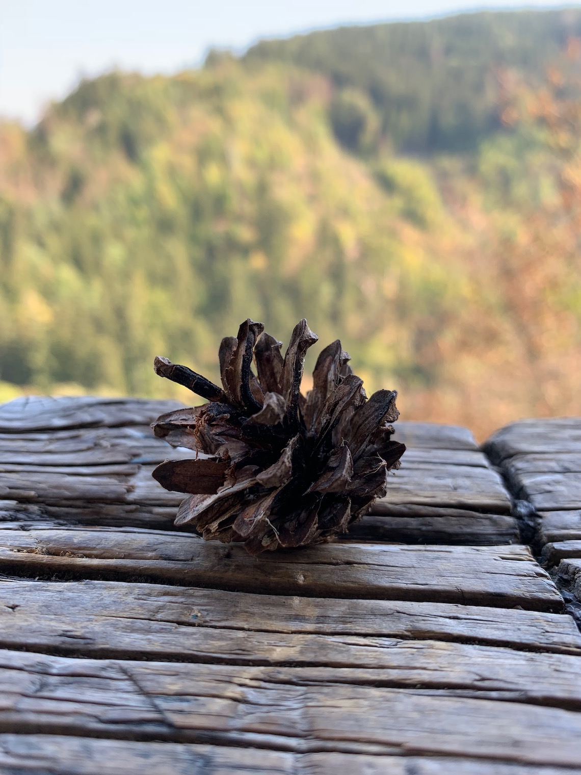 pine cone closeup forest view