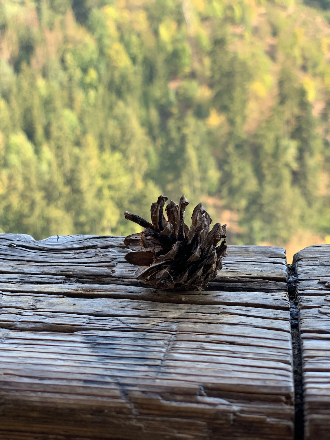 pine cone on wooden ledge