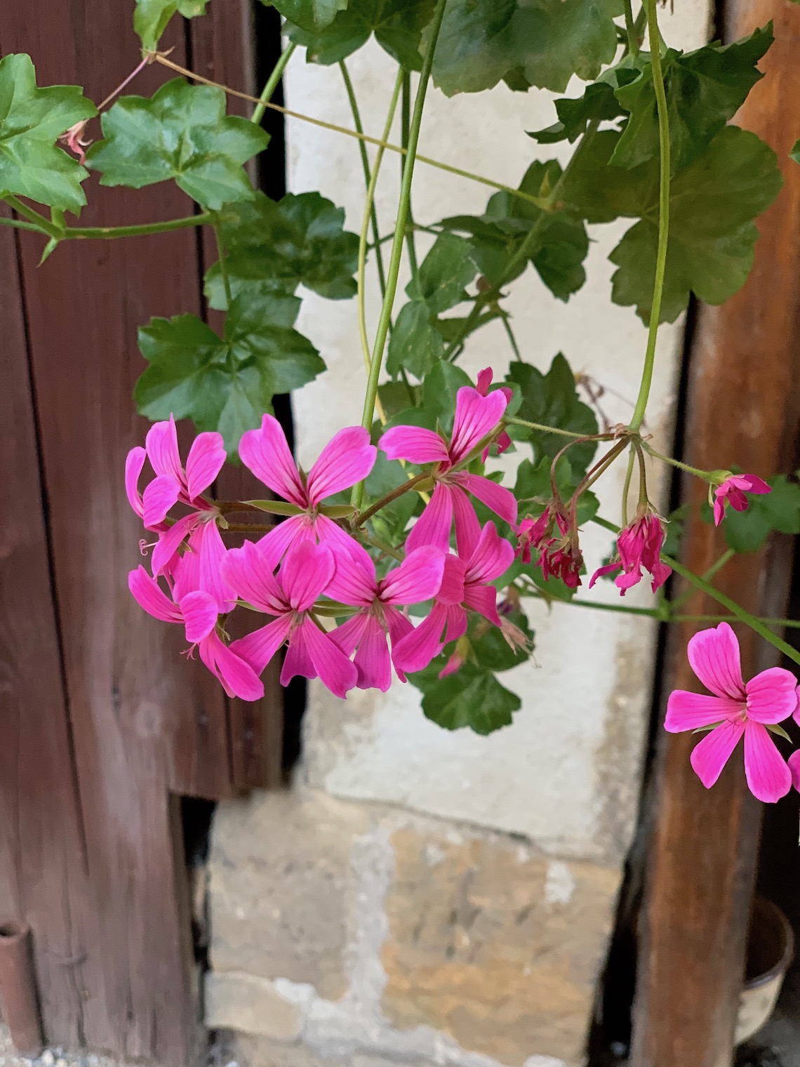 pink flowers on wall