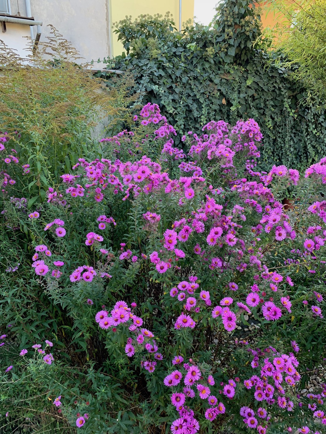 purple flower bush
