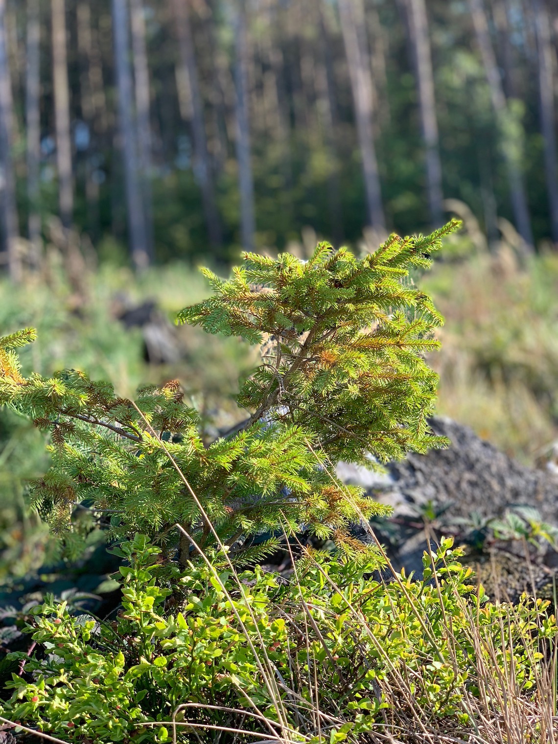 small pine tree in forest