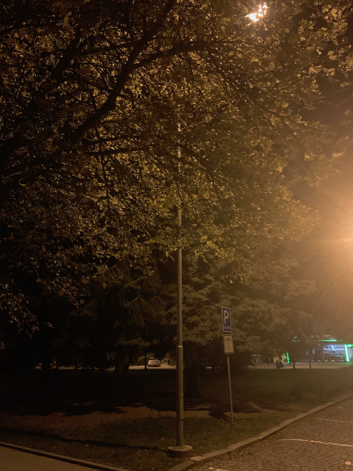 streetlamp under tree night