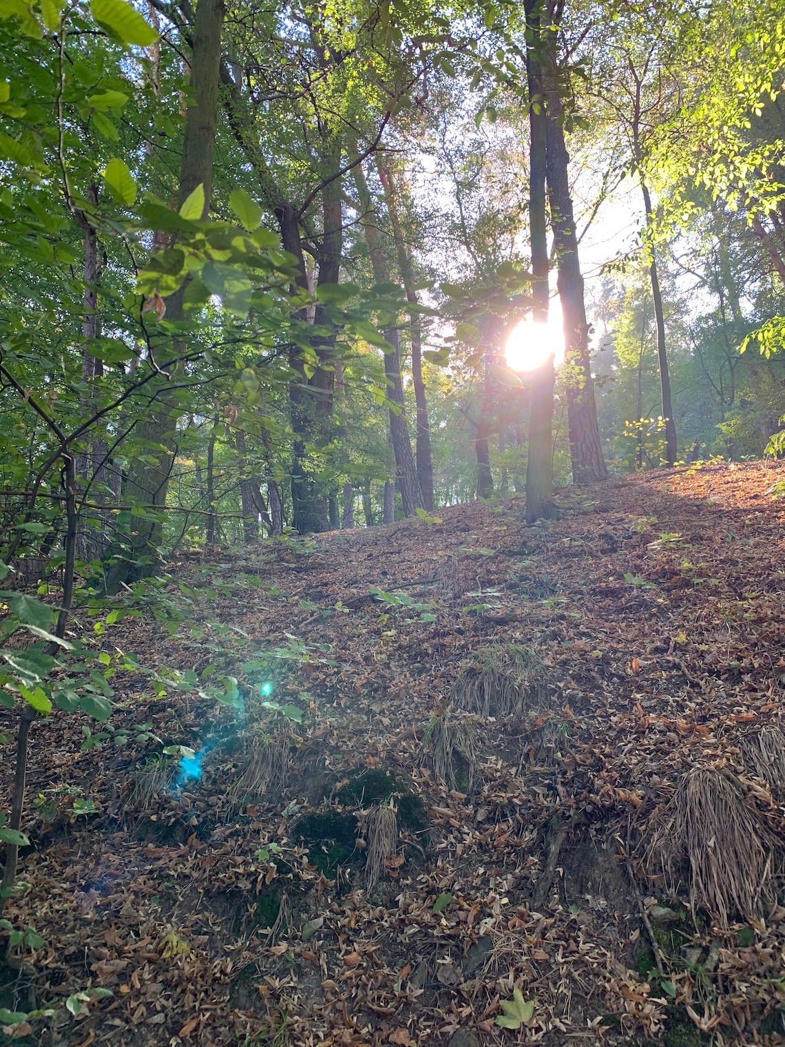 sunlight through forest trees