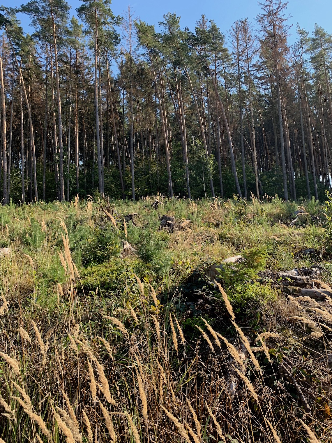 tall pine trees in forest