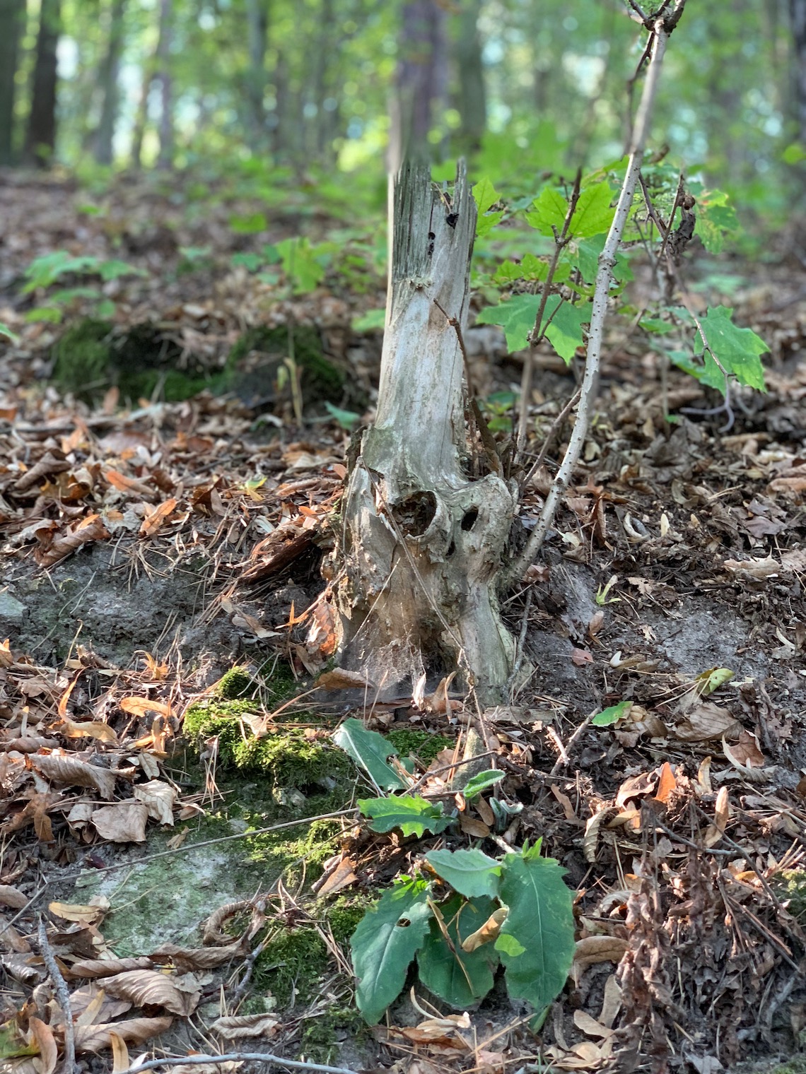 tree stump in forest