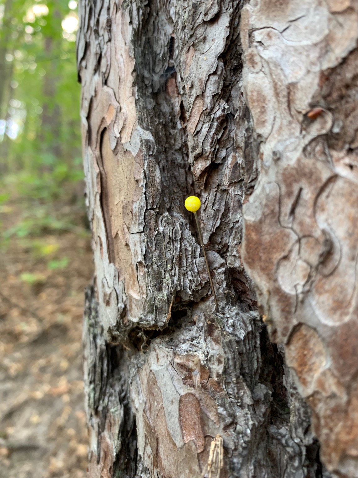 yellow pin on tree bark