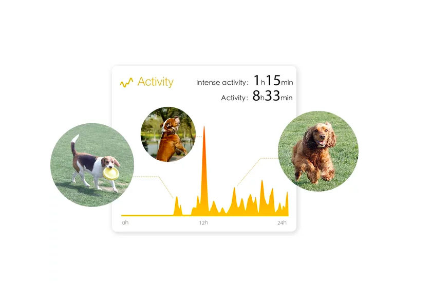 dog activity tracker display