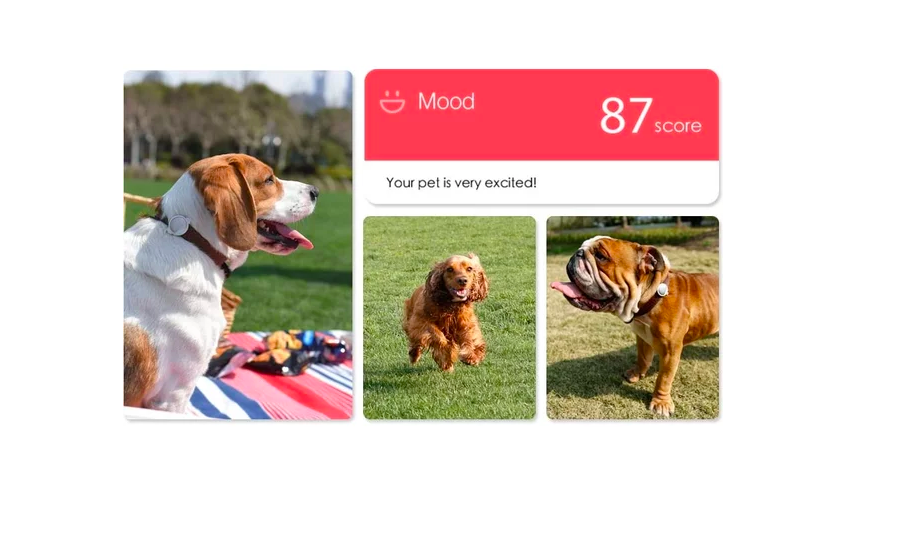 dog mood score display