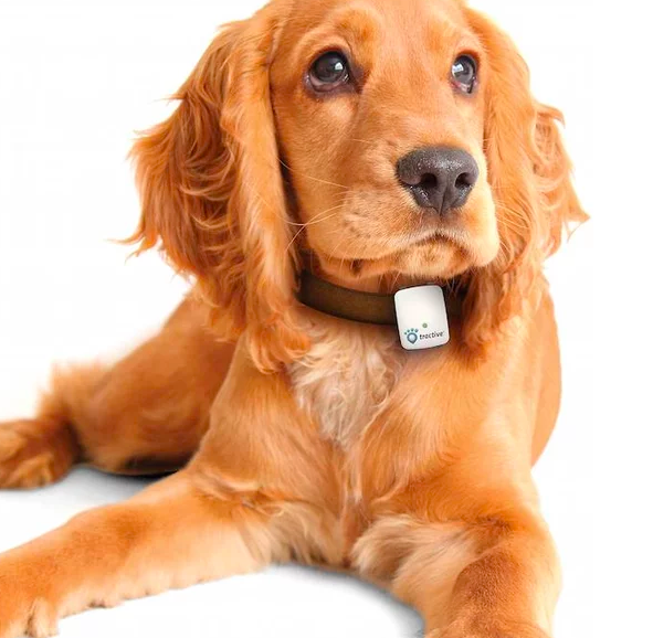 dog with gps tracker