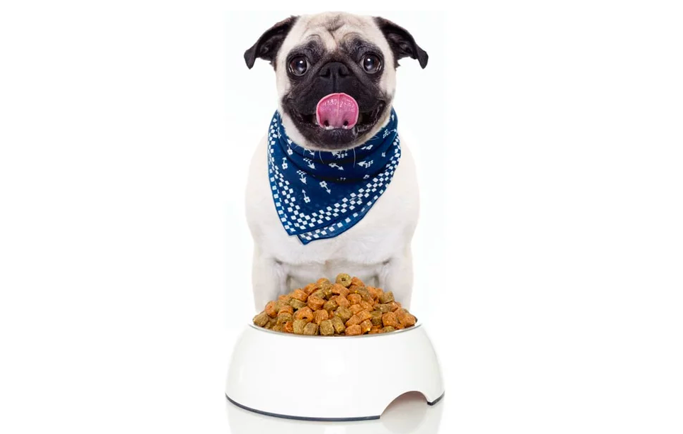 pug with dog food bowl