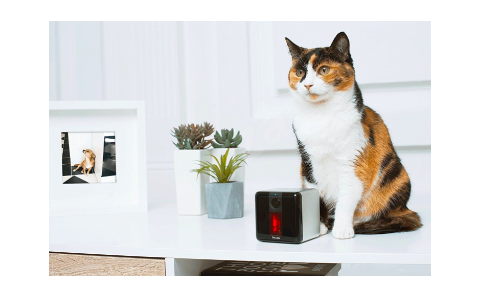 cat on desk with petcube