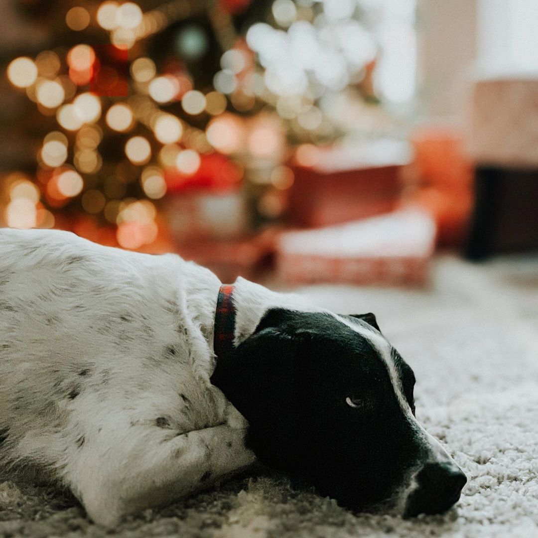 dog resting christmas tree