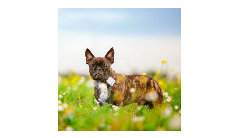 french bulldog in flower field