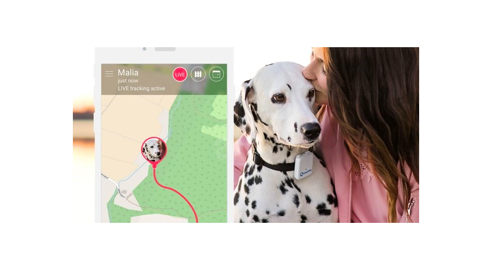 pet tracking device with dog