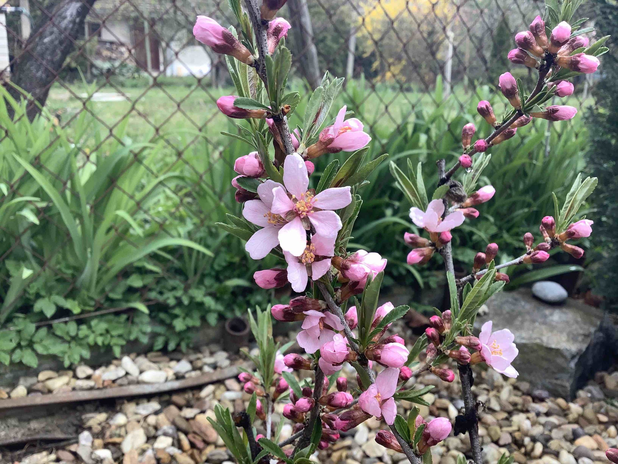 closeup pink flowers